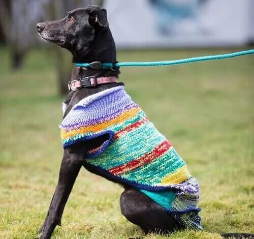 Un chien noir tenu en laisse.