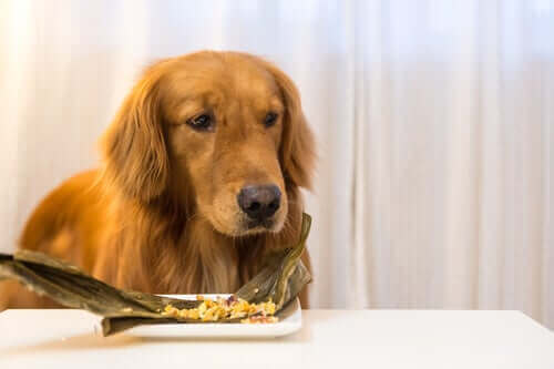 Qu'est-ce que la nourriture surgelée pour chiens ?
