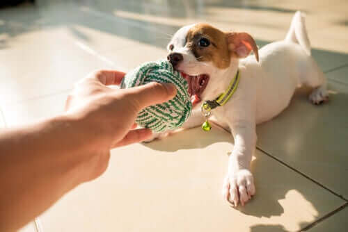 Pourquoi votre chien préfère-t-il un jouet à un autre ?