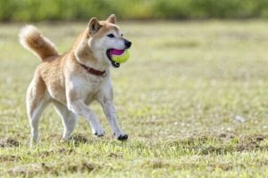 Le shiba, connu comme un chien-chat