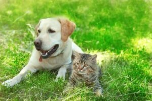 Chiens et chats peuvent-ils être amis ?