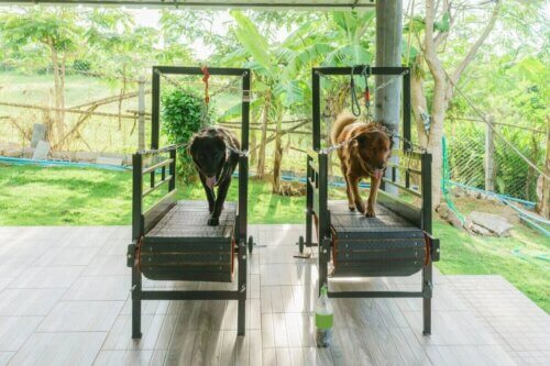Deux chiens sur des tapis roulants.