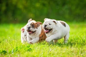 Deux chiots de la race bulldog anglais.