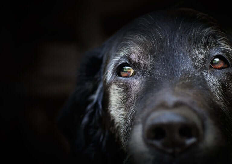 La démence sénile chez les chiens : que dit la science ?