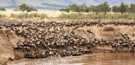 Des animaux migrateurs.