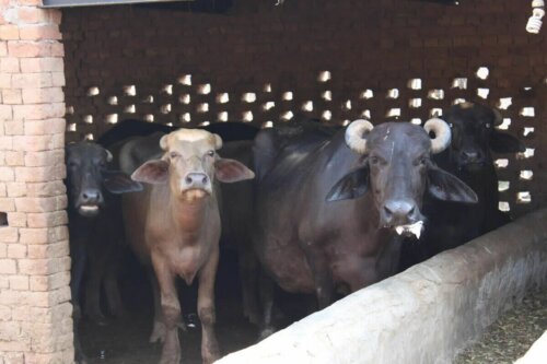 Il s'agit de deux buffles.