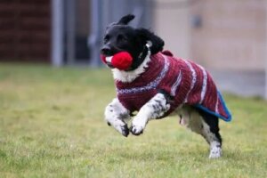 Des pulls pour chiens noirs sans-abri