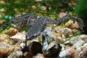 Grenouille naine africaine : soins et caractéristiques