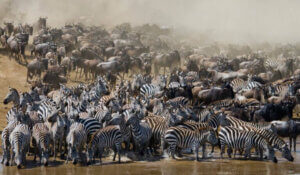 Quels sont donc les animaux migrateurs ?