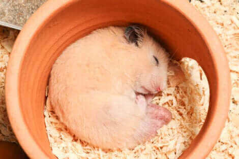 Dans la nature, les hamsters hibernent.