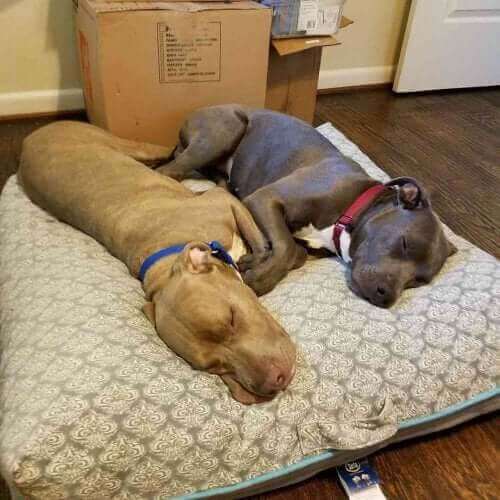 Hansel et Gretel, deux chiens inséparables.