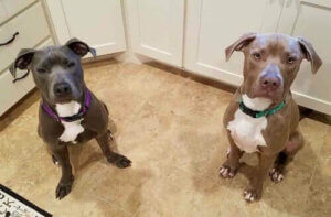 Hansel et Gretel : l'histoire de deux chiens inséparables