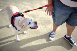 Comment mettre un harnais à votre chien ?