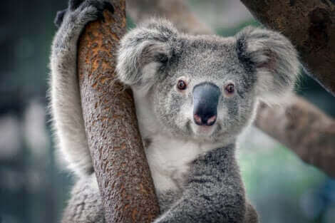Un koala perché sur un arbre.