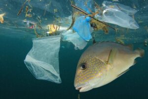 Comment la pollution de l'eau affecte-t-elle les poissons ?