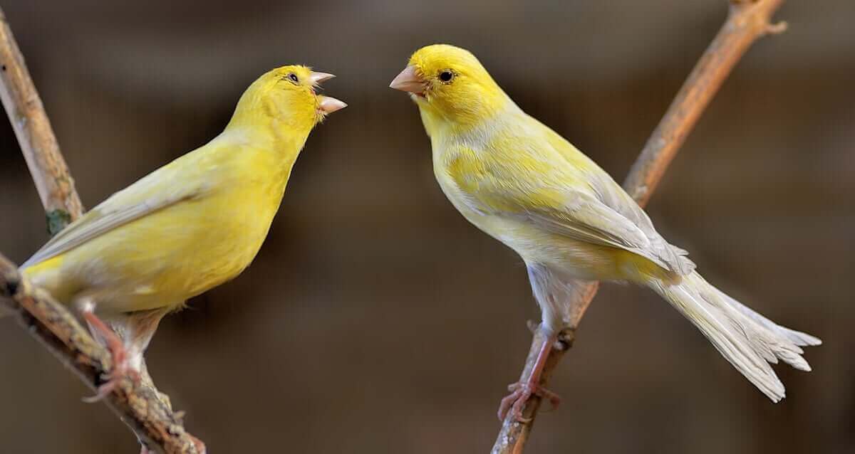 Les canaris peuvent émettre des chants complexes.