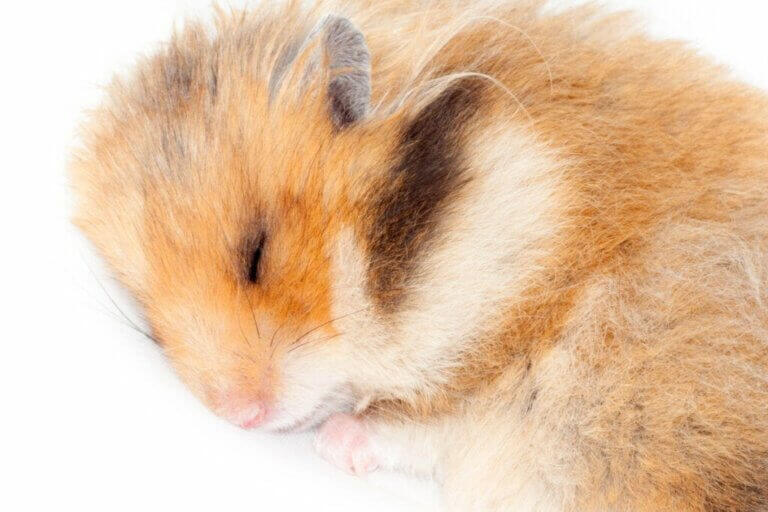Les hamsters hibernent-ils ? Découvrez-le ici !