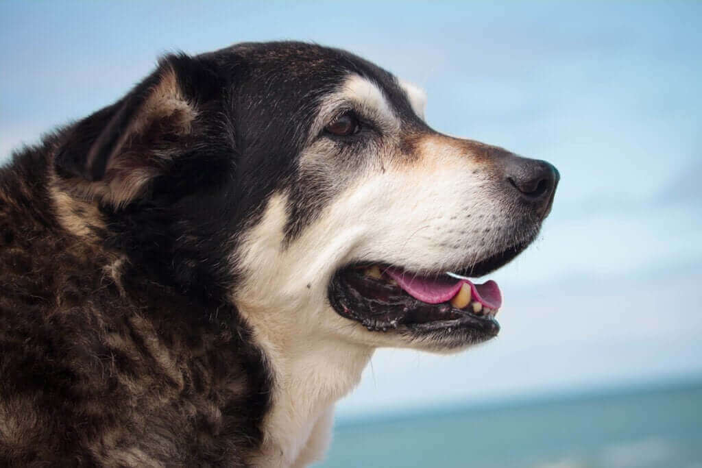 De quelles maladies peuvent souffrir les chiens âgés ?