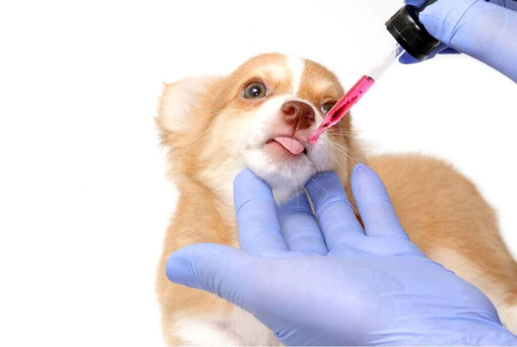 Les médicaments les plus dangereux pour les chiens