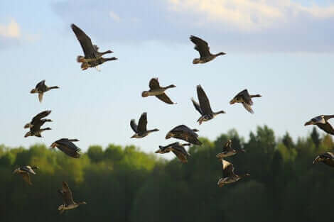 Des oiseaux migrateurs.