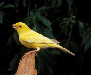 Pour quelle raison les canaris chantent-ils ?