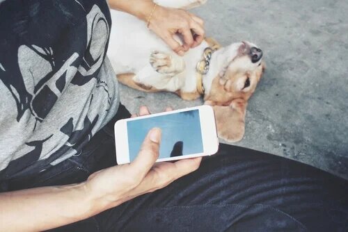 Animaux de compagnie : les 10 meilleurs réseaux sociaux