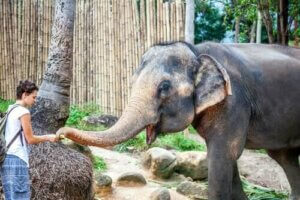 Le sanctuaire animalier d'Angelina Jolie
