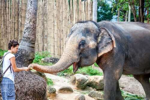 Le sanctuaire animalier d'Angelina Jolie