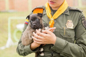 Une série rend hommage aux chiens policiers