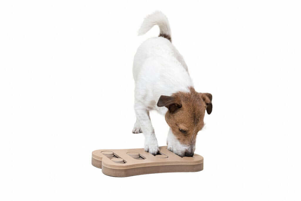 La stimulation mentale des chiens par le jeu