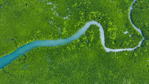 La succession écologique favorise la croissance d'un écosystème.
