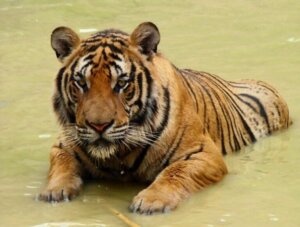 Tigre de Chine méridionale : en voie de disparition