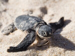L'effet du commerce illégal chez les espèces animales