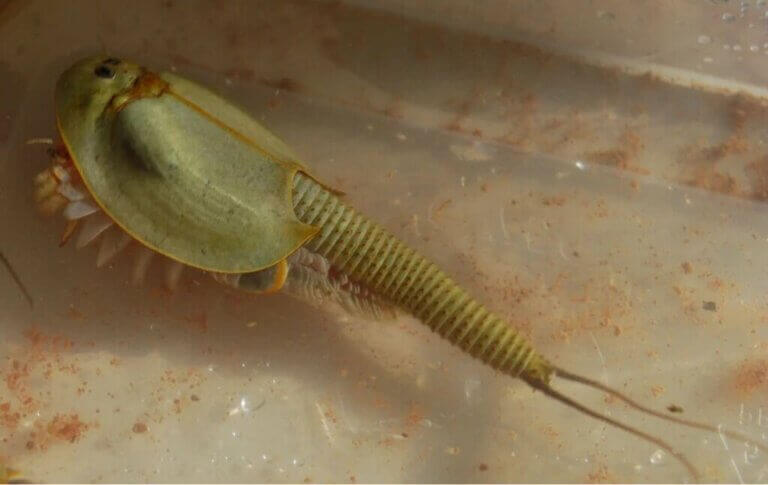 Triops : soins et clés pour leur bon développement
