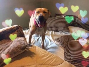 La triste histoire de Bear, un chien de la SPA