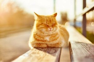 Les bienfaits du soleil pour les animaux domestiques