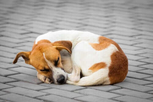 Un chien abandonné.