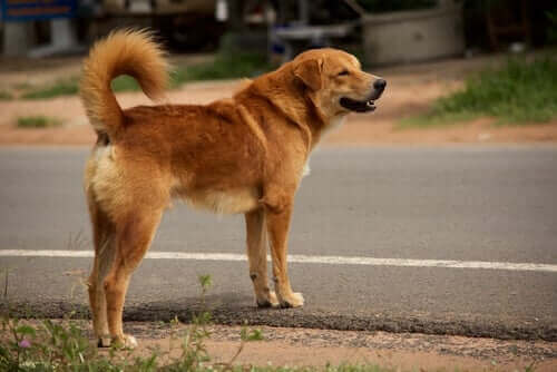 Un chien errant.