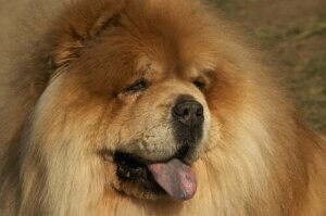 Il s'agit d'un chow-chow.