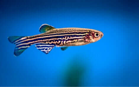 Un poisson zèbre.