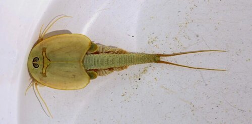 Il s'agit d'un triop.