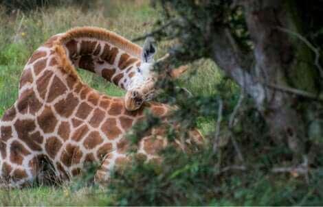 Une girafe en train de dormir.