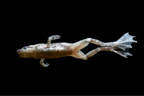 Il s'agit d'une grenouille naine africaine.