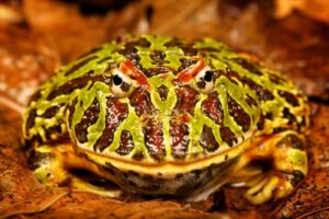 La grenouille Pacman : soins et caractéristiques