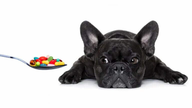 Les vitamines essentielles pour les chiens