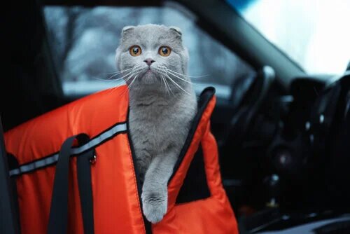 Animal en voiture : les précautions à prendre
