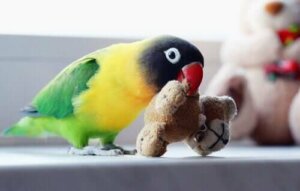 Comment prendre soin d'un agapornis ?