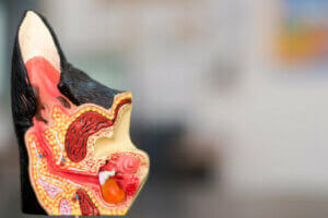 L'anatomie de l'oreille d'un chien.