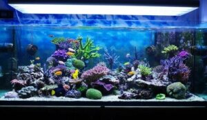 Aquarium marin à la maison : équipement et entretien