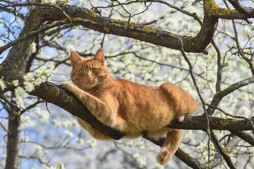 Comment aider un chat tombé d'un endroit élevé ?